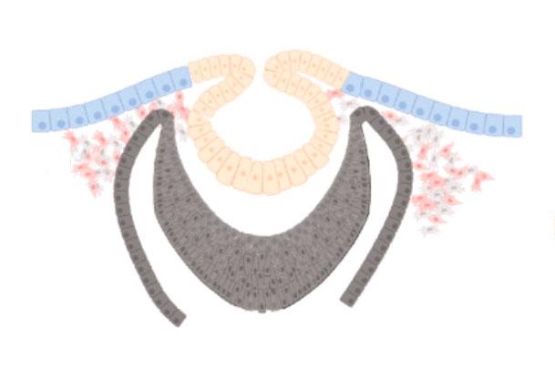 articulo-eye-tissues
